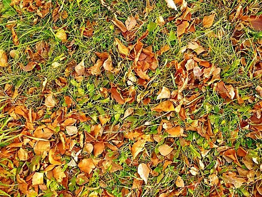 포토 JPG 해외이미지 식물 계절 공원 백그라운드 잎 오렌지 자연 날씨 추상 건조 미술 사람없음 야외 가로 빨간색 초록색 컬러풀 갈색 노란색 환경 정원 가을 시골 신선 황금 숲 묘사 10월 땅바닥 많음 해외202004 해외포토 공공시설 컬러 컨셉 무늬 과일 문화예술 바닥 날짜 생태계 파일형식 이미지허브