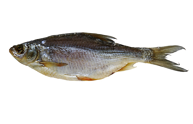 포토 JPG 해외이미지 음식 건조 맥주 어류 사람없음 해산물 준비 눈금 꼬리 지느러미 절임 해외202004 해외포토 주류 수중동물 파일형식 이미지허브