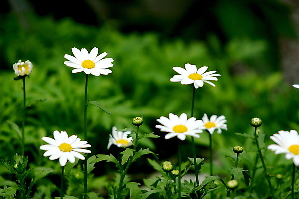 포토 JPG 해외이미지 식물 꽃잎 꽃 백그라운드 밭 자연 사람없음 초록색 여름 노란색 봄 성장 흰색 다발 원예 데이지 내추럴 세련 해외202004 해외포토 계절 컬러 농업 취미 생태계 파일형식 이미지허브
