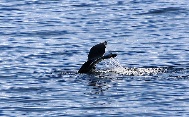 포토 JPG 해외이미지 바다 여행 포유류 어류 사람없음 남극 북극 고래 봉 멀리 해외202004 해외포토 동물 수중동물 극지방 파일형식 이미지허브
