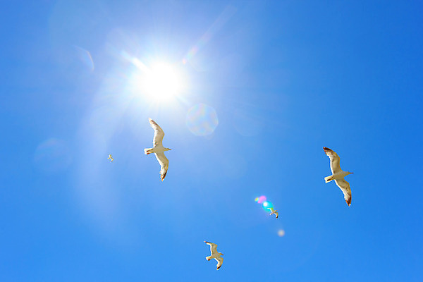 포토 JPG 해외이미지 식물 섬 자연 갈매기 조류 하늘 사람없음 파란색 햇빛 맑음 자유 흰색 해외202004 해외포토 동물 컬러 컨셉 날씨 태양 생태계 파일형식 이미지허브