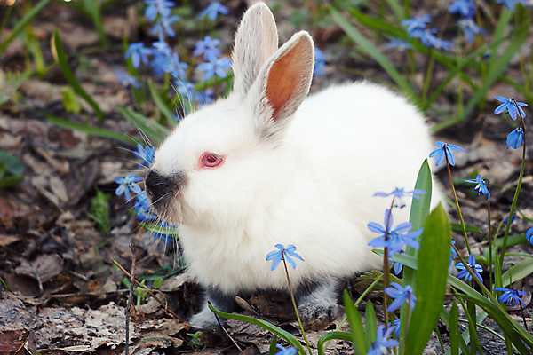 포토 JPG 해외이미지 낙엽 잔디 사람없음 들꽃 토끼 해외202004 해외포토 식물 꽃 잎 포유류 반려동물 파일형식 이미지허브