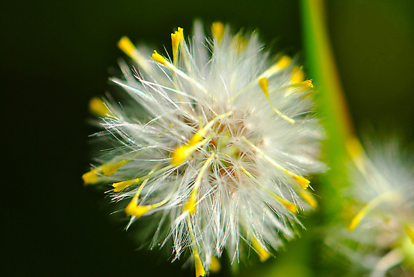 포토 JPG 해외이미지 식물 꽃 노르웨이 사람없음 여름 동물상 해외202004 해외포토 계절 유럽 조형물 파일형식 이미지허브