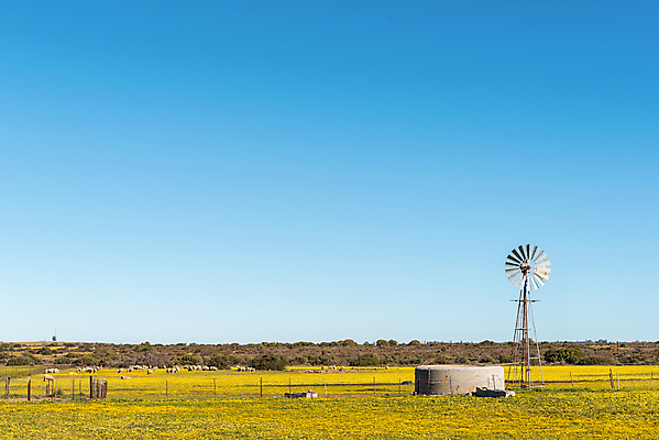 포토 JPG 해외이미지 식물 꽃 여행 겨울 밭 농업 아프리카 자연 풍경 사람없음 초록색 파란색 햇빛 농장 노란색 맑음 활발 풍차 시골 강렬 남아프리카 해외202004 해외포토 계절 나라 산업 컬러 컨셉 날씨 태양 생태계 파일형식 이미지허브