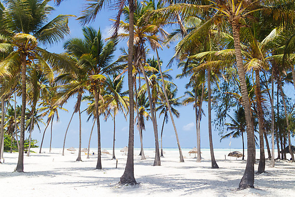 포토 JPG 해외이미지 나무 식물 모래 바다 섬 여행 백그라운드 잎 우산 아프리카 자연 하늘 휴가 휴식 손바닥 풍경 사람없음 야외 초록색 물 여름 파란색 햇빛 태양 맑음 침묵 흰색 휴양지 코코넛 멀리 석호 이국적 탄자니아 터키석 파라다이스 해외202004 해외포토 자연요소 손 계절 나라 컬러 컨셉 과일 날씨 소리 장소 보석 생태계 파일형식 이미지허브