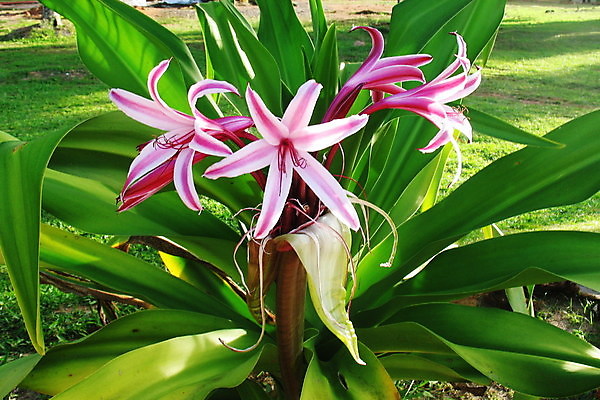 포토 JPG 해외이미지 나무 식물 공원 꽃 호수 잎 꽃무늬 자연 주택 사람없음 야외 초록색 물 환경 정원 벚꽃 연못 개화 원예 내추럴 해외202004 해외포토 자연요소 공공시설 컬러 무늬 취미 건물 생태계 파일형식 이미지허브