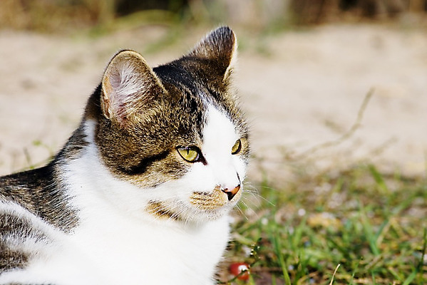 포토 JPG 해외이미지 백그라운드 사람없음 초록색 머리 고양이 흰색 매끈함 부드러움 솜털 가벼움 해외202004 해외포토 컬러 포유류 신체부위 반려동물 감각 무게 파일형식 이미지허브