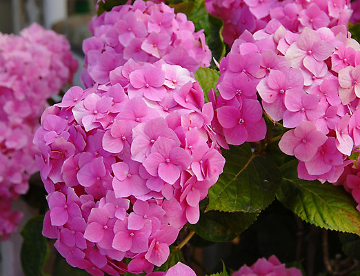 포토 JPG 해외이미지 식물 꽃 분홍색 자연 사람없음 정원 봄 원예 수국 해외202004 해외포토 계절 컬러 취미 생태계 파일형식 이미지허브