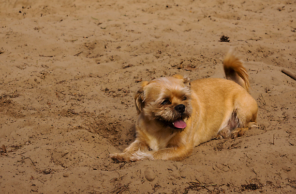 포토 JPG 해외이미지 동물 행복 모래 털 피곤 사람없음 반려동물 모래사장 갈색 개 혀 송곳니 해외202004 해외포토 감정 바다 컬러 컨셉 포유류 입 치아 파일형식 이미지허브
