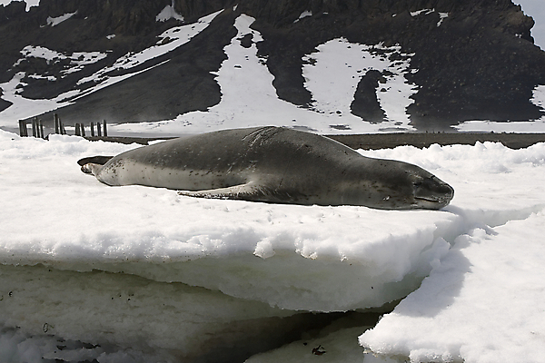 포토 JPG 해외이미지 동물 야생동물 여행 포유류 자연 사람없음 물개 남극 북극 봉 멀리 표범 해외202004 해외포토 바다동물 극지방 생태계 파일형식 이미지허브