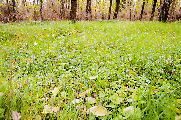 포토 JPG 해외이미지 식물 계절 백그라운드 잎 밭 농업 채소 자연 하늘 옥수수 씨앗 풍경 잔디 사람없음 야외 초록색 여름 농작물 햇빛 태양 봄 성장 가을 시골 오픈 닫기 땅 원예 조경 장면 지역 해외202004 해외포토 자연요소 산업 컬러 모션 곡류 취미 생태계 파일형식 이미지허브