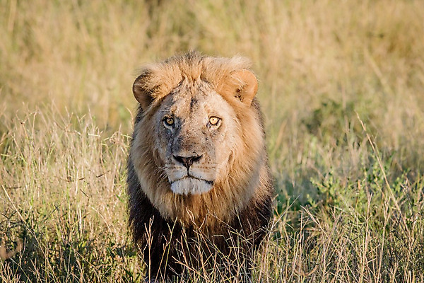 포토 JPG 해외이미지 동물 야생동물 여행 포유류 아프리카 자연 생물 털 동물원 사람없음 환경 고양이 힘 분노 황무지 위험 사자 큼 왕 모피 사파리 리더 육식동물 사냥꾼 멸종 사자자리 표범 내추럴 사바나 웅장함 해외202004 해외포토 직업 감정 나라 컨셉 반려동물 별자리 크기 생태계 파일형식 이미지허브