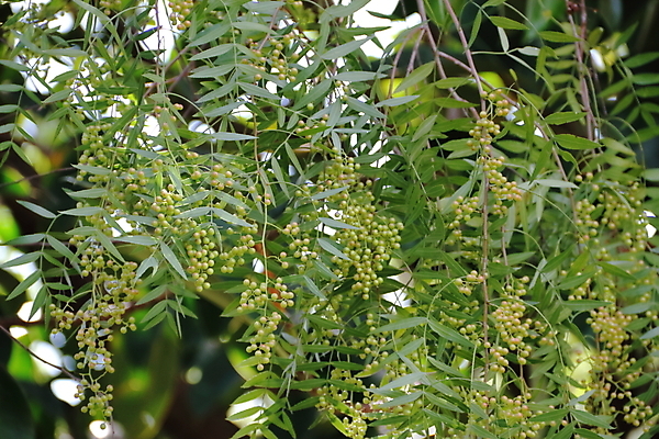 포토 JPG 해외이미지 나무 식물 디자인 종이 백그라운드 꽃무늬 패턴 과일 자연 추상 건강 사람없음 야외 장식 초록색 빛 우주 검은색 봄 이탈리아 질감 캘리포니아 후추 내추럴 거짓 페루 해외202004 해외포토 계절 꽃 유럽 컬러 무늬 미국 남아메리카 향신료 생태계 파일형식 이미지허브