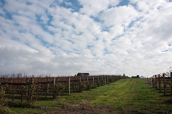 포토 JPG 주간 구름 해외풍경 해외 밭 자연 하늘 풍경 사람없음 야외 울타리 호주 국내포토 자연요소 농업 담장 오세아니아 생태계 파일형식