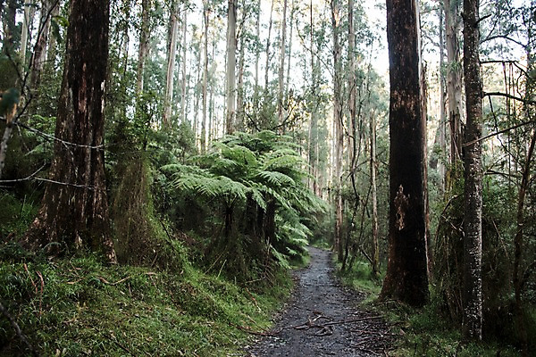 포토 JPG 주간 나무 해외풍경 해외 자연 풍경 사람없음 야외 호주 숲 숲길 국내포토 자연요소 식물 길 오세아니아 생태계 파일형식