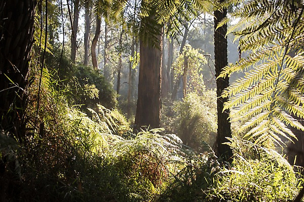 포토 JPG 주간 나무 해외풍경 해외 자연 풍경 사람없음 야외 햇빛 호주 숲 국내포토 자연요소 식물 태양 오세아니아 생태계 파일형식