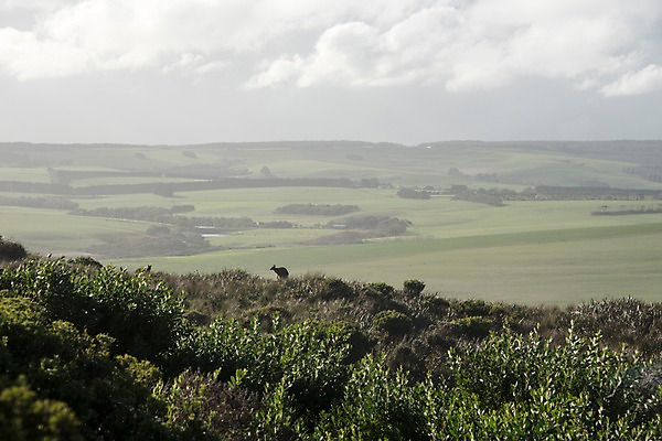포토 JPG 주간 구름 해외풍경 해외 두마리 하늘 풍경 초원 사람없음 야외 호주 캥거루 국내포토 자연요소 2 포유류 오세아니아 파일형식