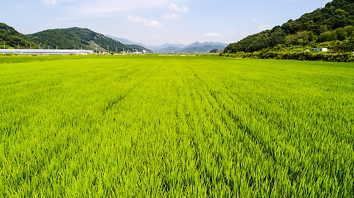 포토 JPG 주간 사진 하늘 산 한국 논 풍경 사람없음 야외 하이앵글 마을 맑음 부산 항공촬영 김해 봉하마을 국내포토 자연요소 아시아 뷰포인트 농업 날씨 경상남도 파일형식