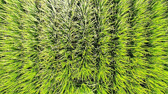 포토 JPG 주간 사진 한국 논 풍경 사람없음 야외 하이앵글 부산 항공촬영 김해 봉하마을 국내포토 자연요소 아시아 뷰포인트 농업 마을 경상남도 파일형식