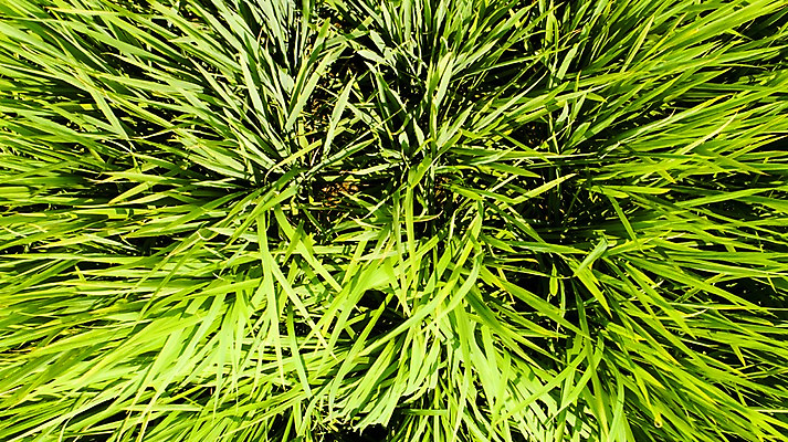 포토 JPG 주간 사진 한국 논 풍경 사람없음 야외 하이앵글 부산 항공촬영 김해 봉하마을 국내포토 자연요소 아시아 뷰포인트 농업 마을 경상남도 파일형식