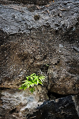 포토 JPG 주간 식물 사진 한국 풍경 사람없음 야외 마을 바위 부산 여러해살이풀 미나리 감천문화마을 국내포토 자연요소 아시아 채소 돌_바위 풀_식물 파일형식