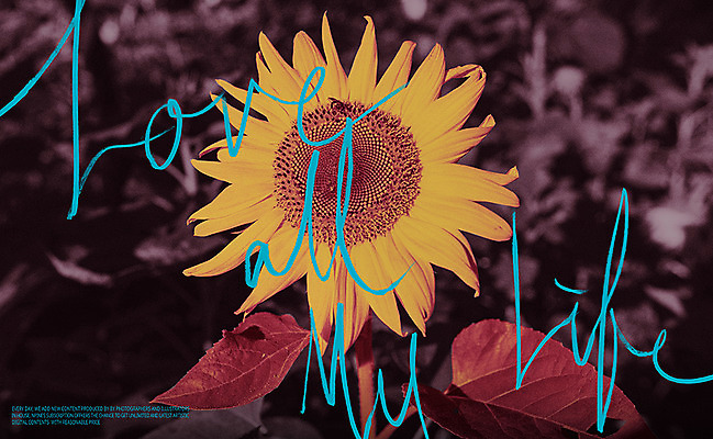 PSD 편집이미지 꽃 캘리그라피 나뭇잎 해바라기 사람없음 반전 이미지편집 식물 컨셉 잎 파일형식