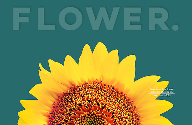 PSD 편집이미지 꽃 해바라기 타이포그라피 사람없음 디지털합성 합성 이미지편집 식물 문자 파일형식