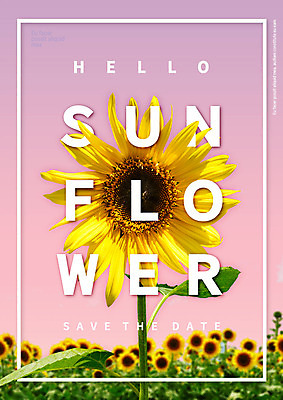 PSD 편집이미지 꽃 꽃밭 해바라기 타이포그라피 사람없음 합성 이미지편집 식물 문자 파일형식