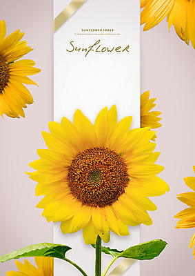 PSD 편집이미지 꽃 패턴 해바라기 프레임 사람없음 편지 편지지 이미지편집 식물 무늬 파일형식