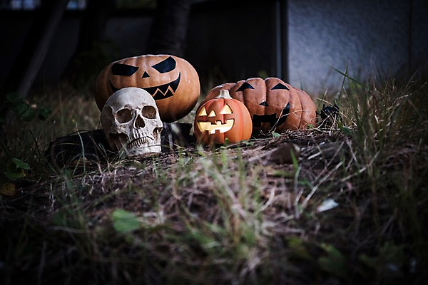 포토 JPG 나뭇잎 해골 사람없음 야외 아웃포커스 할로윈 야간 공포 잭오랜턴 국내포토 자연요소 잎 뼈 촬영기법 파일형식