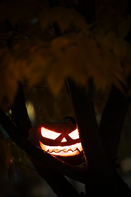 포토 JPG 나무 사람없음 야외 아웃포커스 빛 할로윈 야간 공포 잭오랜턴 국내포토 자연요소 식물 촬영기법 파일형식