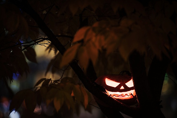 포토 JPG 나무 나뭇잎 사람없음 야외 아웃포커스 빛 할로윈 야간 공포 잭오랜턴 국내포토 자연요소 식물 잎 촬영기법 파일형식