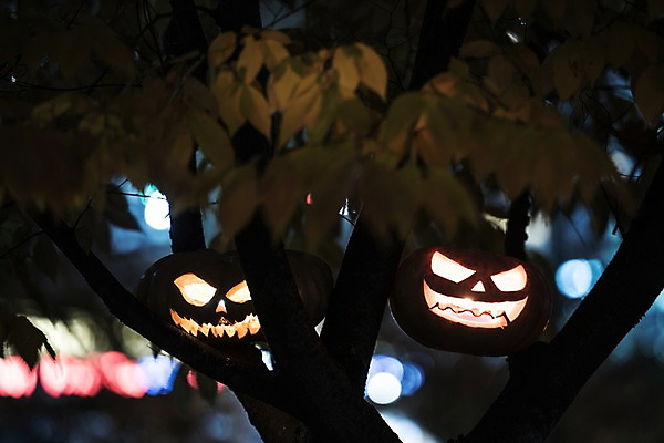 포토 JPG 나무 사람없음 야외 아웃포커스 빛 할로윈 야간 공포 잭오랜턴 국내포토 자연요소 식물 촬영기법 파일형식
