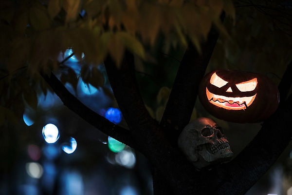 포토 JPG 나무 해골 사람없음 야외 아웃포커스 빛 할로윈 야간 공포 잭오랜턴 국내포토 자연요소 식물 뼈 촬영기법 파일형식