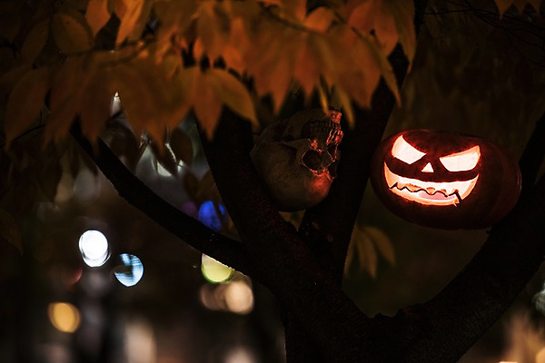 포토 JPG 나무 해골 사람없음 야외 아웃포커스 빛 할로윈 야간 공포 잭오랜턴 국내포토 자연요소 식물 뼈 촬영기법 파일형식