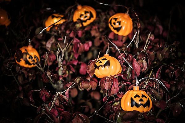 포토 JPG 전구 나뭇잎 사람없음 야외 할로윈 야간 공포 잭오랜턴 국내포토 자연요소 잎 파일형식