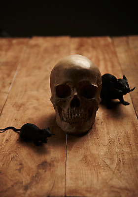 포토 JPG 스튜디오촬영 해골 실내 사람없음 아웃포커스 할로윈 쥐 나무배경 국내포토 백그라운드 뼈 촬영기법 내부 설치류 파일형식