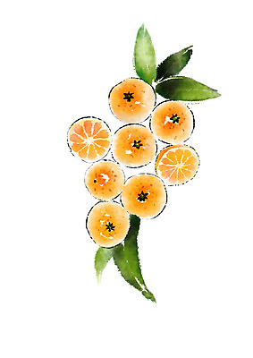 PSD 열매 음식 일러스트 캘리그라피 단면 나뭇잎 귤 사람없음 귤나무 국내일러스트 나무 식물 잎 과일 파일형식