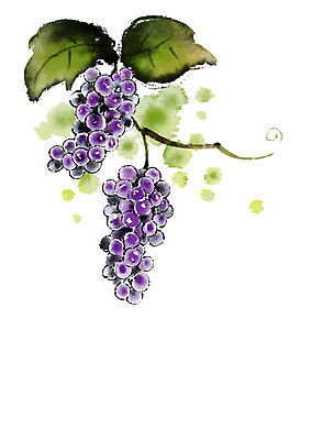 PSD 열매 음식 일러스트 캘리그라피 포도 나뭇잎 사람없음 포도나무 국내일러스트 식물 잎 과일 과일나무 파일형식