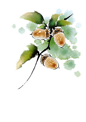 PSD 열매 음식 일러스트 캘리그라피 나뭇잎 사람없음 나뭇가지 도토리 국내일러스트 나무 식물 잎 견과류 파일형식