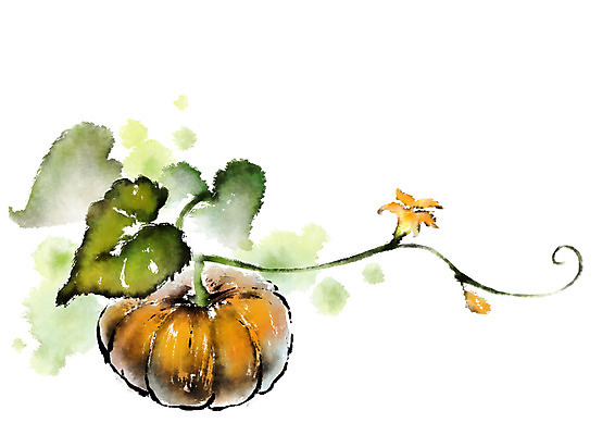 PSD 열매 음식 일러스트 캘리그라피 호박 사람없음 호박꽃 호박잎 국내일러스트 식물 꽃 잎 채소 파일형식