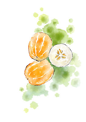 PSD 음식 일러스트 캘리그라피 단면 사람없음 참외 과채 국내일러스트 채소 과일 파일형식