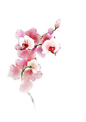 PSD 식물 꽃 분홍색 여러송이 일러스트 캘리그라피 사람없음 빨간색 번짐 난초꽃 국내일러스트 컬러 다수 난초 파일형식 효과