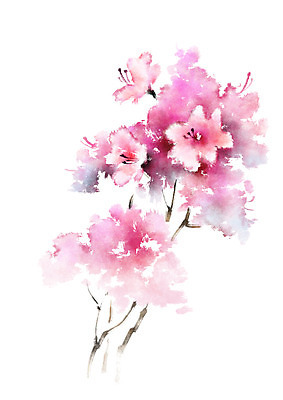 PSD 식물 꽃 분홍색 여러송이 일러스트 봄꽃 캘리그라피 사람없음 진달래 번짐 국내일러스트 컬러 다수 봄 파일형식 효과