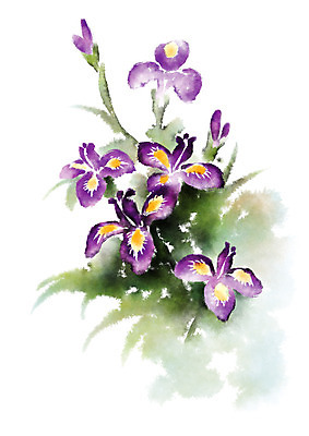 PSD 식물 꽃 여러송이 일러스트 캘리그라피 사람없음 보라색 번짐 아이리스 국내일러스트 컬러 다수 파일형식 효과