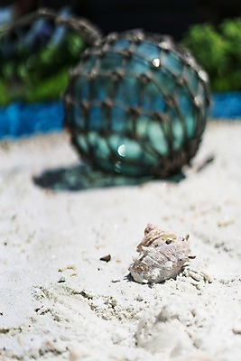 포토 JPG 주간 모래 사람없음 야외 아웃포커스 소라 국내포토 자연요소 어패류 촬영기법 파일형식