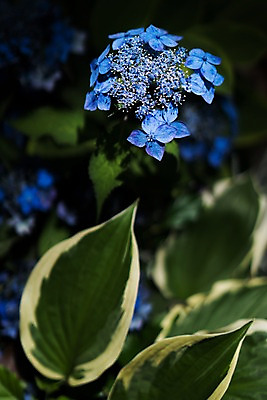 포토 JPG 주간 꽃 여러송이 잎 자연 사람없음 야외 아웃포커스 파란색 수국 국내포토 자연요소 식물 컬러 다수 촬영기법 생태계 파일형식