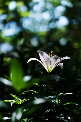포토 JPG 주간 꽃 잎 한송이 자연 사람없음 야외 아웃포커스 백합 국내포토 자연요소 식물 1 촬영기법 생태계 송이 파일형식