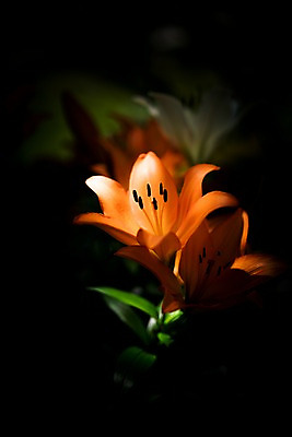 포토 JPG 주간 꽃 자연 사람없음 야외 아웃포커스 주황색 꽃술_꽃 백합 국내포토 자연요소 식물 컬러 촬영기법 생태계 파일형식