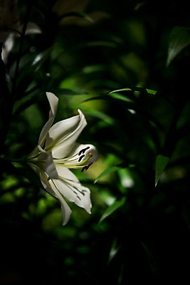 포토 JPG 주간 꽃 한송이 자연 사람없음 야외 아웃포커스 꽃술_꽃 풀잎 백합 국내포토 자연요소 식물 1 잎 촬영기법 풀_식물 생태계 송이 파일형식